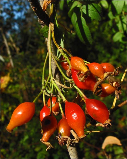 sm 099.jpg - California Rose (Rosa Californica): These rose hips were about ½" long and 1/3" across.